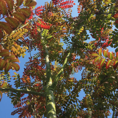 sorbus-square